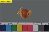 藏品(短指和尚蟹)的圖片